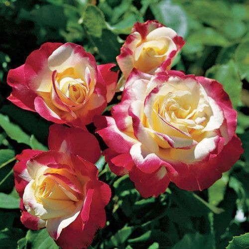 Роза &ldquo;Double Delight&rdquo; 43 фото
