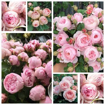 Троянда флорибунда "Peony Pink" 97 фото