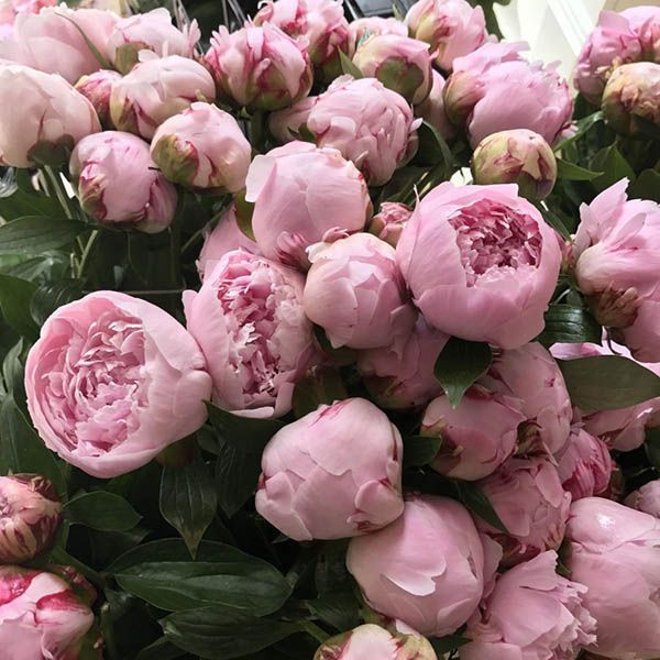 Роза флорибунда "Peony Pink" 97 фото