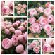 Роза флорибунда "Peony Pink" 97 фото 1