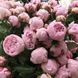 Роза флорибунда "Peony Pink" 97 фото 4