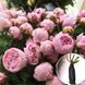 Роза флорибунда "Peony Pink" 97 фото 2